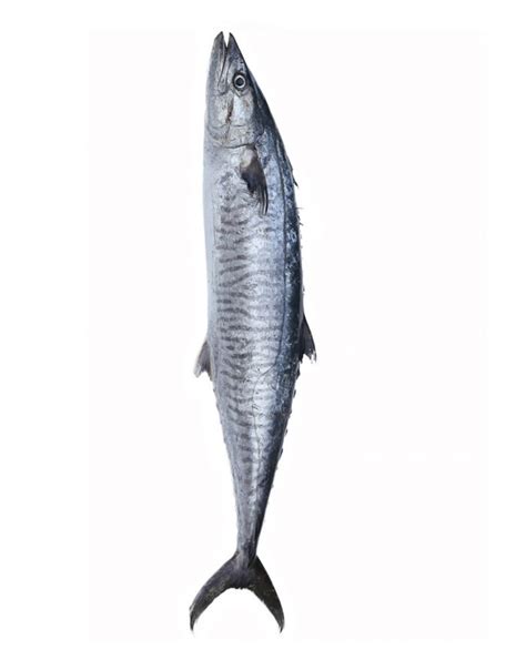 Buy Fresh Surmai Fish | King Mackerel | King Fish in Karachi, Pakistan.