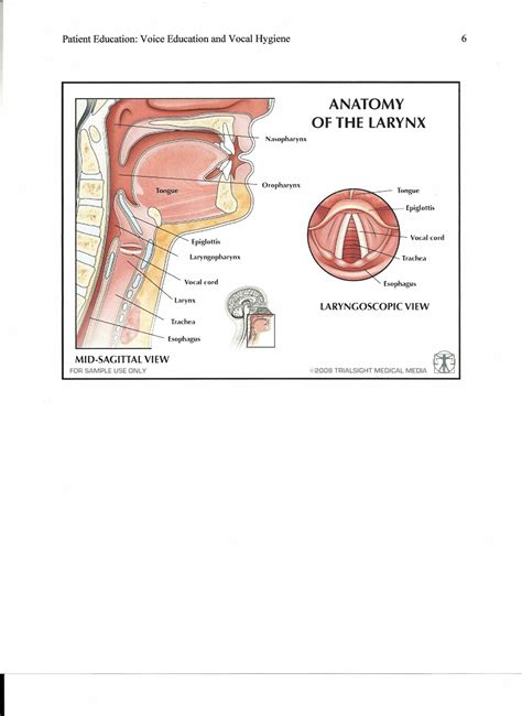 Anatomy of the Larynx