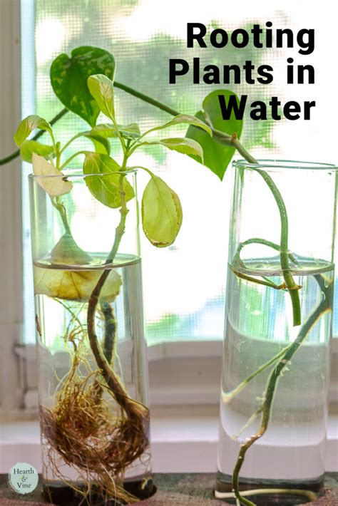 How To Easily Root Plants In Water With Simple Cuttings