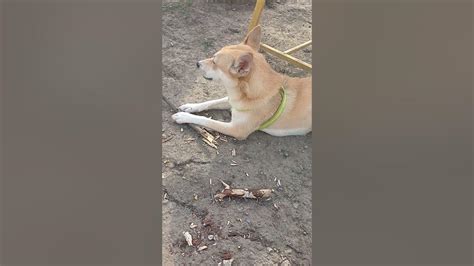 Собака - бобер - YouTube