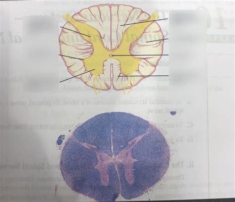 Spinal Cord cross section Diagram | Quizlet