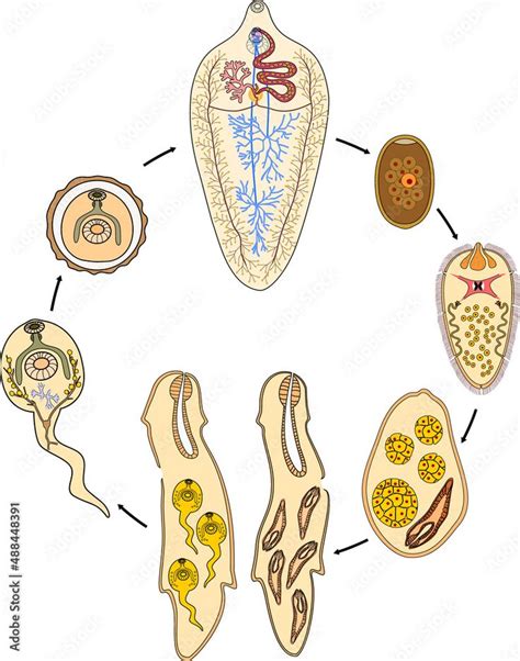 Life Cycle Of Sheep Liver Fluke Fasciola Hepatica Isolated On White