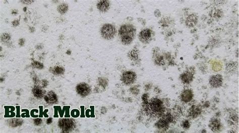 Types of Mold - Mold Guide 101