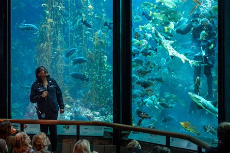 Kelp Forest Feeding | Shows & feedings | Monterey Bay Aquarium