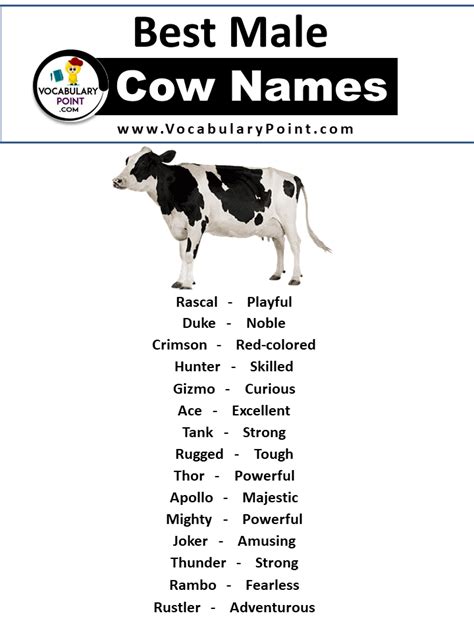 250 + Best Cow Names (Cute, Funny& Unique) - Vocabulary Point