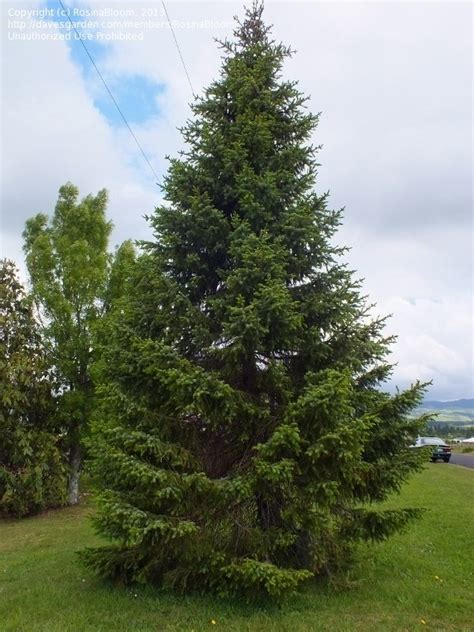 PlantFiles Pictures Picea Dwarf Serbian Spruce Nana Picea Omorika