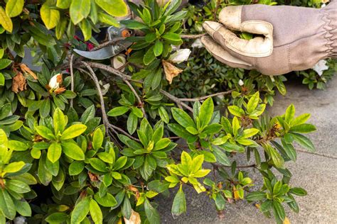 Como Podar Azaleias Segredos Para Manter Suas Flores Vibrantes