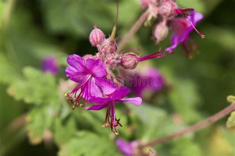 The Balkan Cranesbill Or Geranium Macrorrhizum Stock Image Image Of