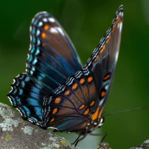 41 Common Butterflies Found in Tennessee! (ID Guide) - Bird Watching HQ