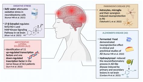 Antioxidants and Anti-Inflammatory Effects in Neurodegenerative ...