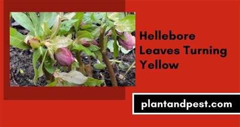 Hellebore Leaves Turning Yellow 6 Reasons And Treatment