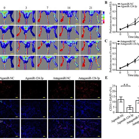 Expression Levels Of Mir 124 3p Are Increased In The Hli Model And