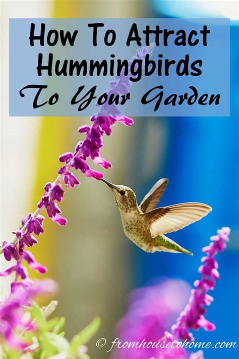 Attract Hummingbirds To Your Garden Tips You Can Use In Your Yard