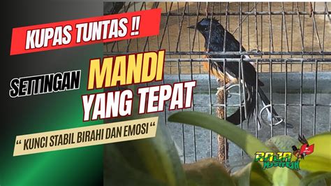 Settingan Mandi Murai Batu Lomba Kunci Birahi Stabil YouTube