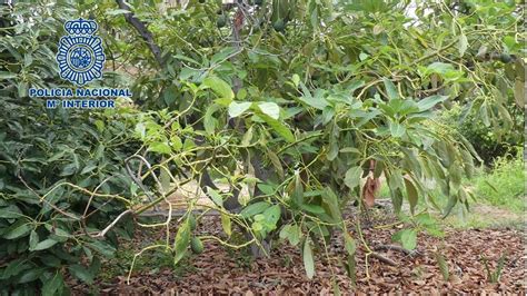 Detenidas Dos Personas Por El Robo De 600 Aguacates En Una Finca En Los