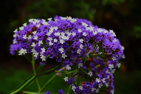 ¿qué Simboliza La Flor Limonium Flores Y Plantas Iris