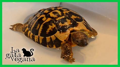 Descubre El Precio Justo Cu Nto Cuesta Una Tortuga De Tierra