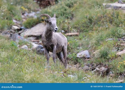 Bighorn Sheep Glacier National Park Montana USA Stock Image - Image of ...