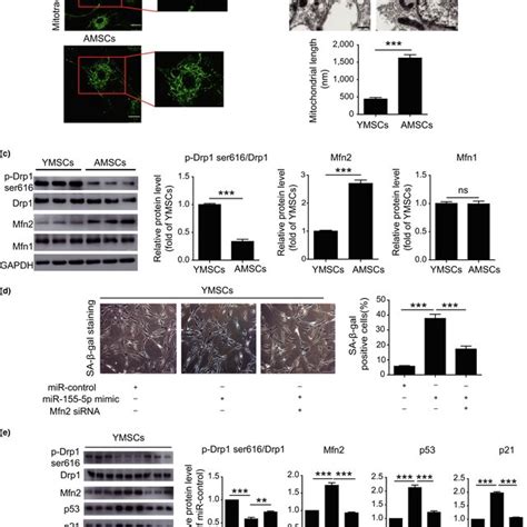 Mir‐155‐5p Accelerated The Cellular Senescence Of Mscs By Regulating