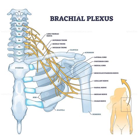 Brachial plexus network of nerves in the shoulder structure outline ...