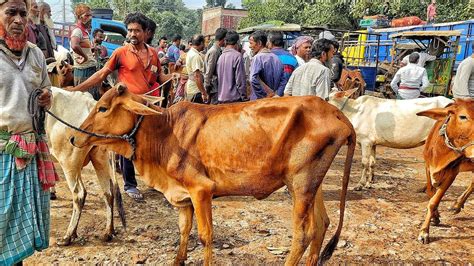 শনিবার ৯ ডিসেম্বর ২০২৩ সস্তায় কমদামে শুকনো হাড্ডিসার গরুর দাম