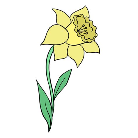 Daffodil Flower Drawing Easy | Best Flower Site