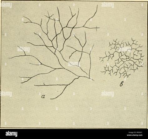 The Actinomycetes Their Nature Occurrence Activities And