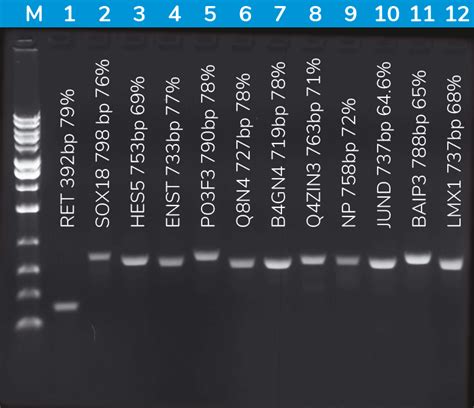 Solis Biodyne Hot Firepol Gc Master Mix Solis Biodyne