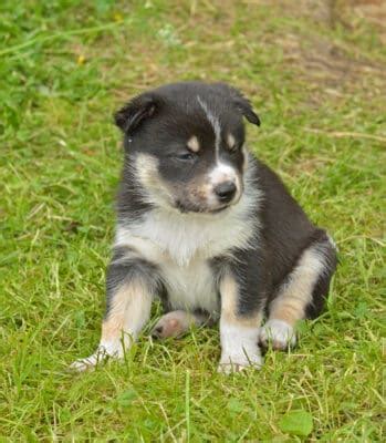 Swedish Lapphund- A-Z Animals