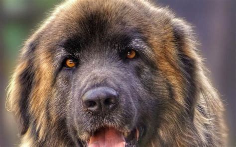 Leonberger A Loving Giant