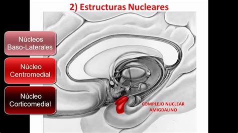 Sistema L Mbico Parte Youtube