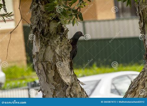 A Domestic Pigeon Columba Livia Domestica Perching On A Tree Stock