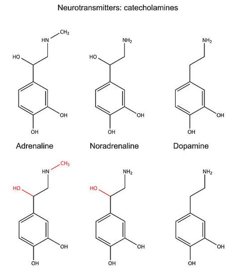 230+ Epinephrine Chemical Formula Stock Illustrations, Royalty-Free ...