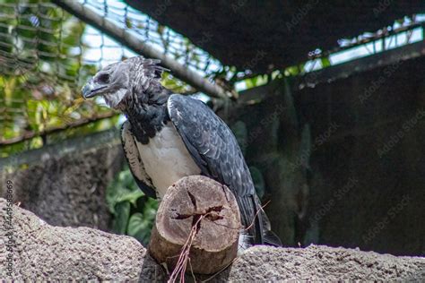 The harpy eagle Harpia harpyja is a neotropical species of eagle Stock Photo | Adobe Stock