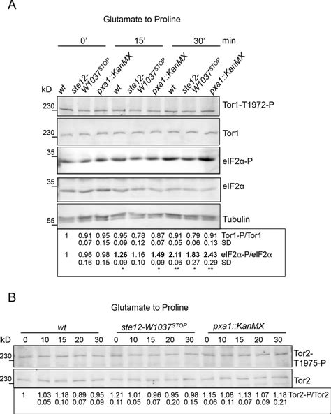 Gad Mediated Torc Phosphorylation Of Tor S Is Not Altered Upon