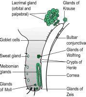 g's of Zeis, Zeis g's | Exocrine gland, Sweat gland, Gland