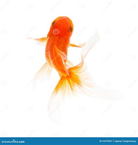 Goldfish Swimming Stock Image - Image: 31819591