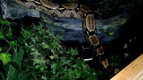 Red Tail Boa In Her Big Enclosure Youtube