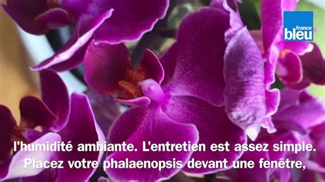 Roland Motte jardinier entretenir votre phalaenopsis votre orchidée