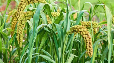 Foxtail Millet Scientific Name Setaria Italica Panicum Italicum Is