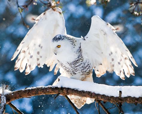 Snowy Owl, a postman from Harry Potter Stock Photo | Adobe Stock