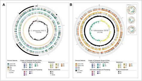 Antisense On Twitter GenoVi An Open Source Automated Circular