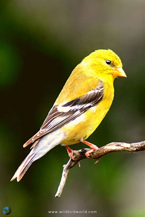 Smallest Finch Species in Colorado - Lesser Goldfinch