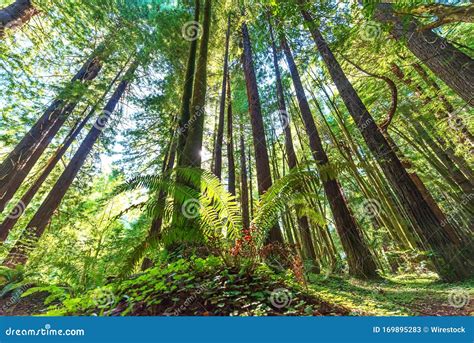 Low Angle Shot Of Tall Trees In Redwood Forest Navarro California