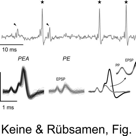 Inhibition flattened EPSP slopes and prolonged EPSP-AP transition ...