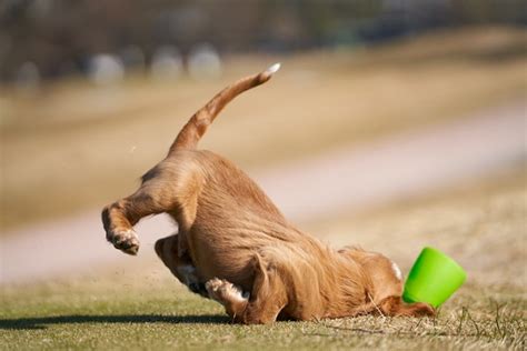 Cachorro Cambaleando O Que Pode Ser - Cachorro idoso cambaleando: principais causas e como tratar