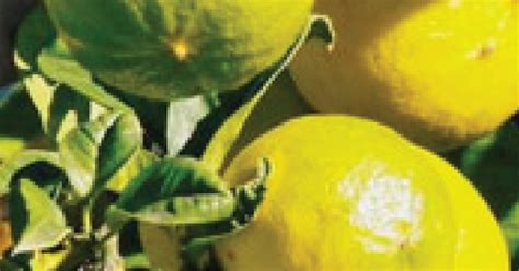 Bergamot Calabrian Essential Oil