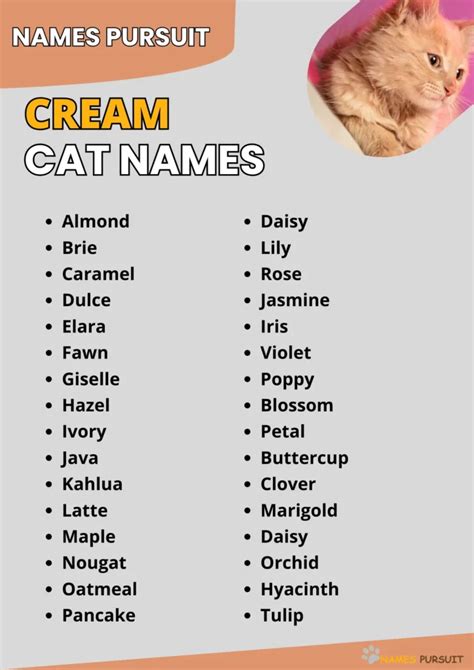 Cream Cat Names [380+ Adorable Ideas]