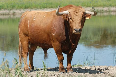 El Toro · Pelos Y Pintas Real Club Taurino De Murcia