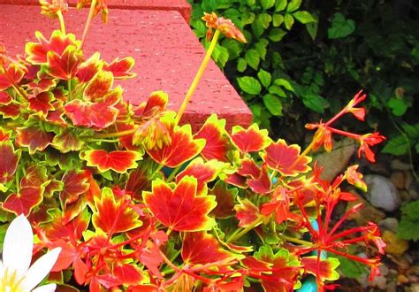 Photo Of The Leaves Of Zonal Geranium Pelargonium X Hortorum Vancouver Centennial Posted By